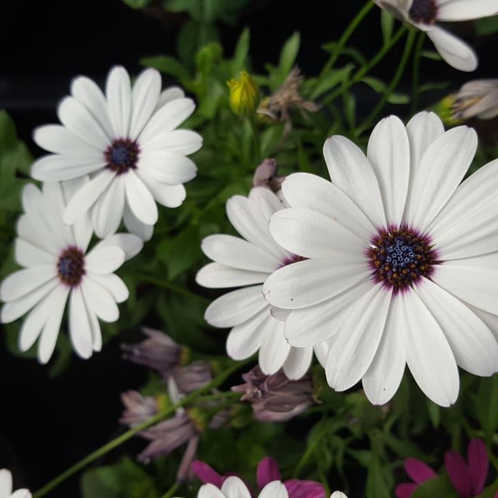 Остеоспермум белый - Osteospermum Margarita White