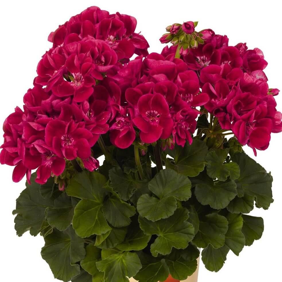 Пеларгония зональная красная с розовой серединкой - Pelargonium Zonale Savannah TexMex Ruby