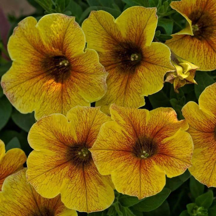 Петхоа карамельно-желтая - Petchoa Beautical Caramel Yellow