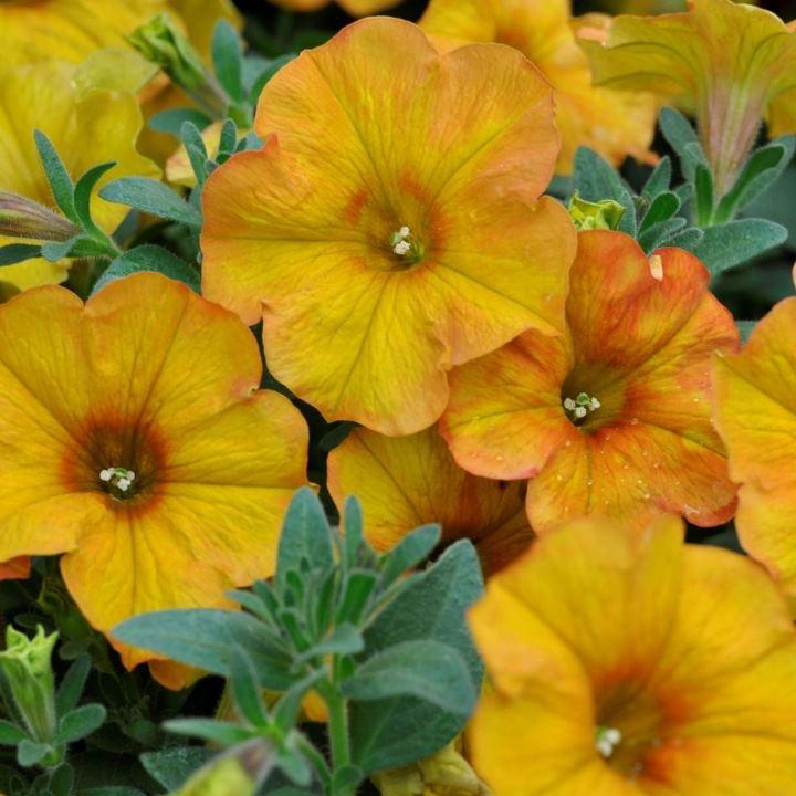 Петхоа оранжевая - Petchoa Beautical Sunset Orange