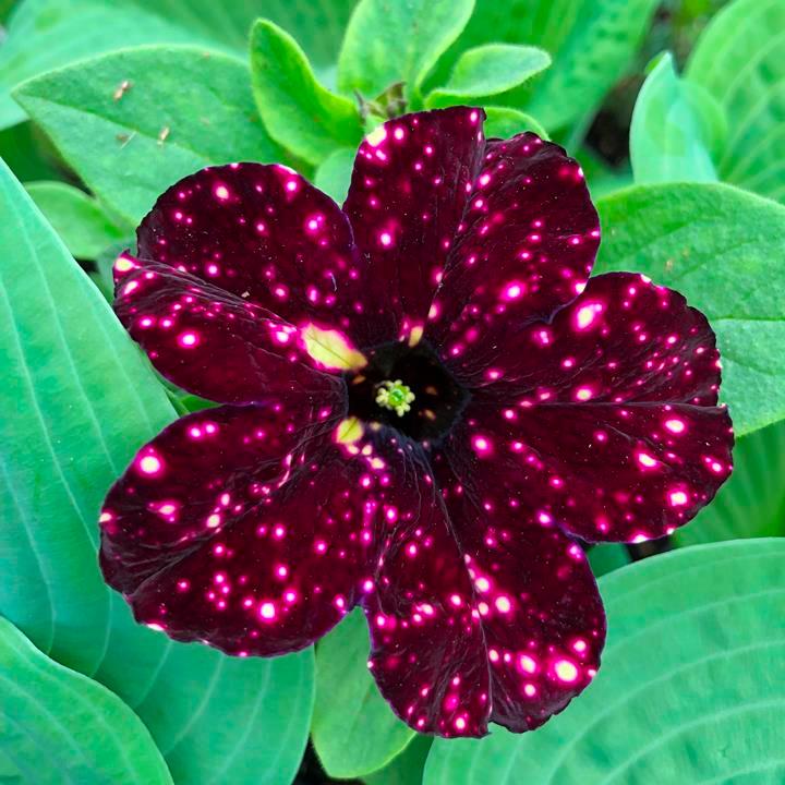 Петуния Alpetunia Burgundy Sky - Petunia Alpetunia Burgundy Sky