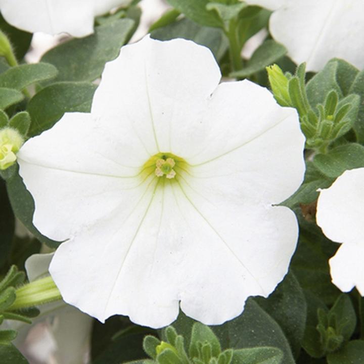 Петуния Alpetunia White - Petunia Alpetunia White