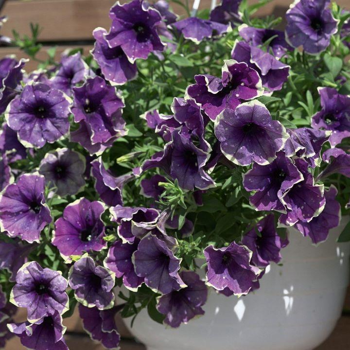 Петуния Bonnie Blueberry Sky - Petunia Bonnie Blueberry Sky