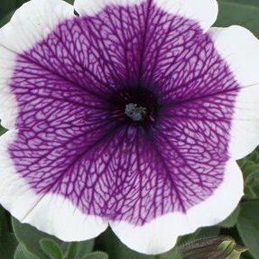 Петуния Bonnie Lavender Face - Petunia Bonnie Lavender Face