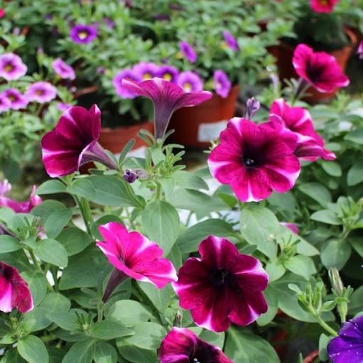 Петуния Bonnie Magenta Star - Petunia Bonnie Magenta Star