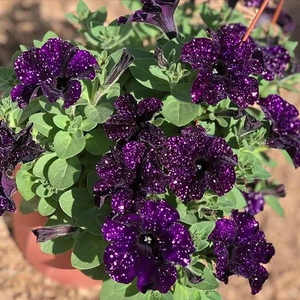 Петуния Bonnie Mystery Sky - Petunia Bonnie Mystery Sky