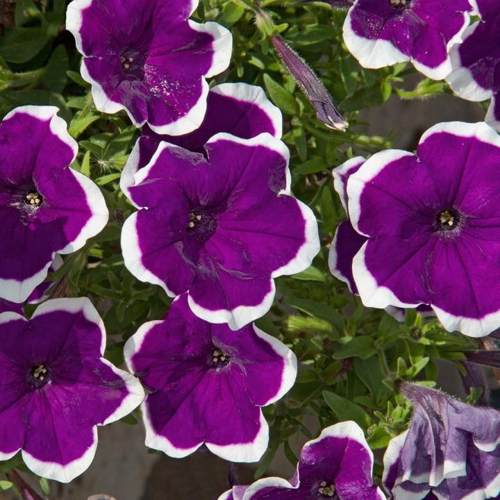 Петуния Famous Dark Violet Picotee - Petunia Famous Dark Violet Picotee