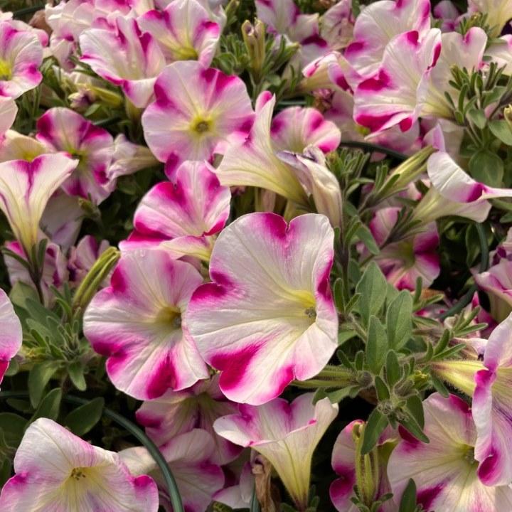 Петуния Famous Swirl Raspberry - Petunia Famous Swirl Raspberry
