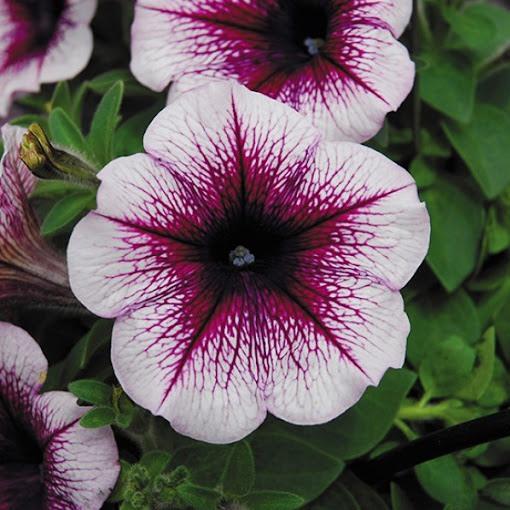Петуния Famous Violet Dark Eye - Petunia Famous Violet Dark Eye
