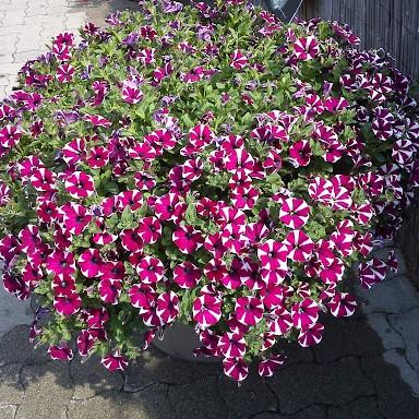 Петуния Fortado Special Burgundy Bicolor - Petunia Fortado Special Burgundy Bicolor
