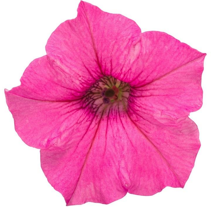 Петуния Fortado Special Hot Pink - Petunia Fortado Special Hot Pink
