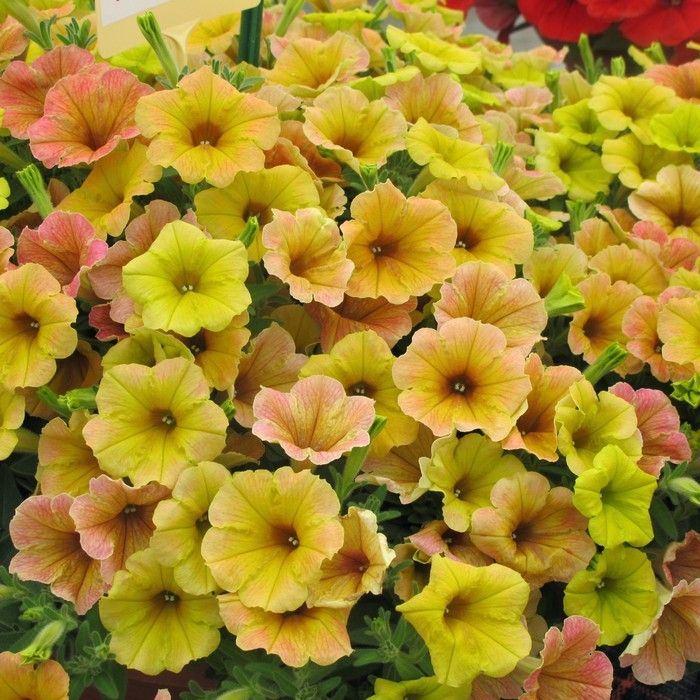 Петуния Fortado Special Mango - Petunia Fortado Special Mango