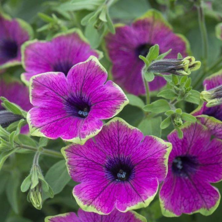 Петуния Fortado Special Purple Green Edge - Petunia Fortado Special Purple Green Edge