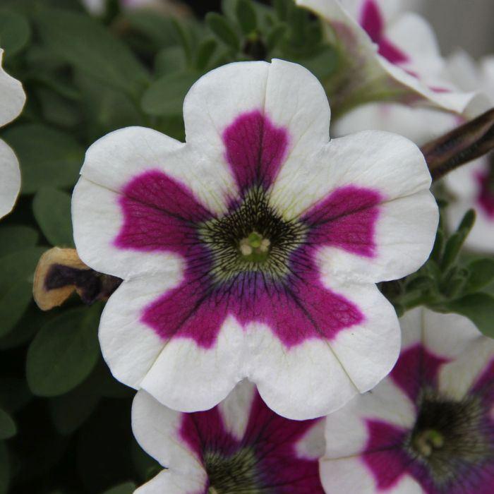 Петуния Fortado Special Violet Pinwheel - Petunia Fortado Special Violet Pinwheel