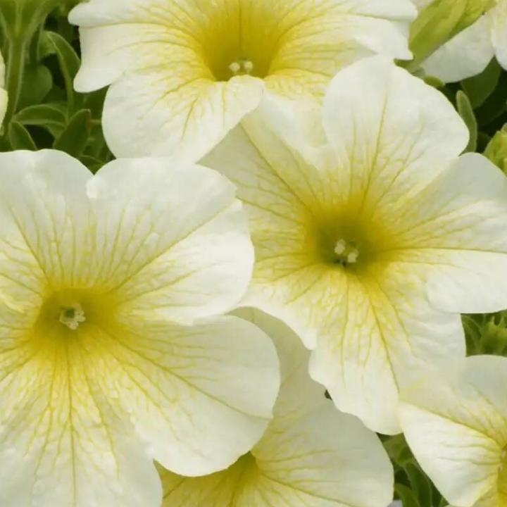 Петуния Fortado Yellow - Petunia Fortado Yellow