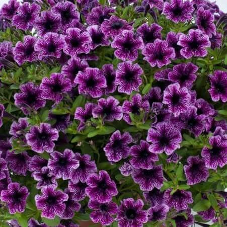 Литлтуния (петуния гибридная) розовая с пурпурными прожилками - Petunia Littletunia Pink Vein