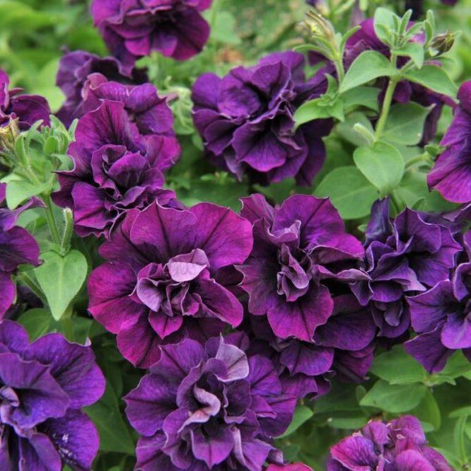 Петуния Origami Burgundy - Petunia Origami Burgundy