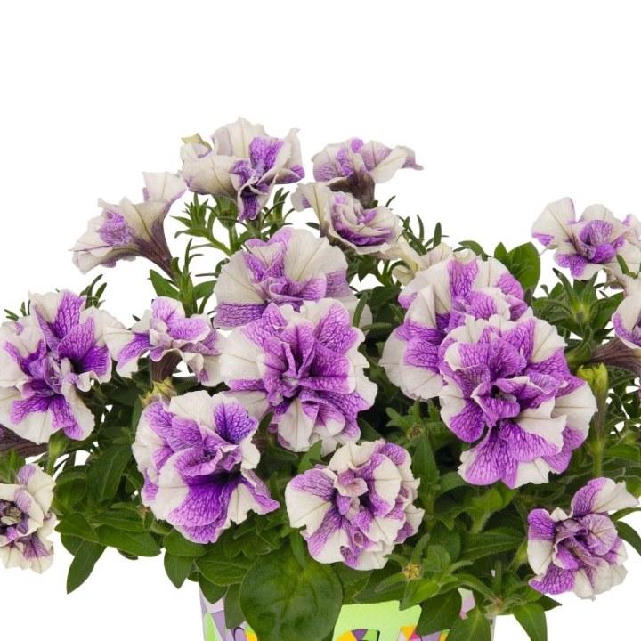 Петуния Origami Lavender Touch - Petunia Origami Lavender Touch