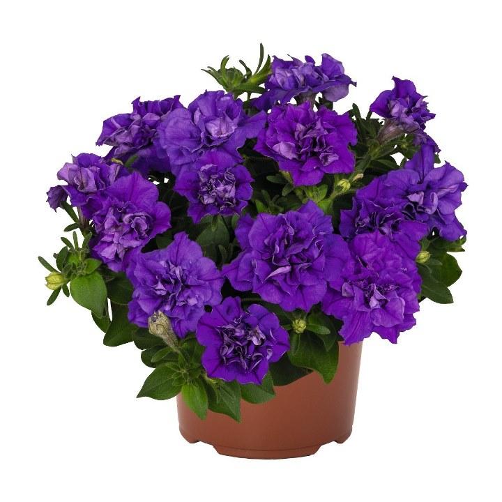 Петуния Origami Marine - Petunia Origami Marine