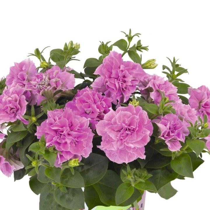 Петуния Origami Pink - Petunia Origami Pink