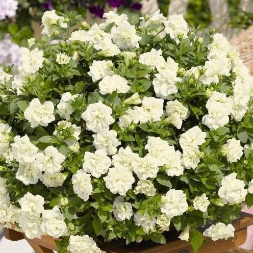 Петуния Origami White - Petunia Origami White