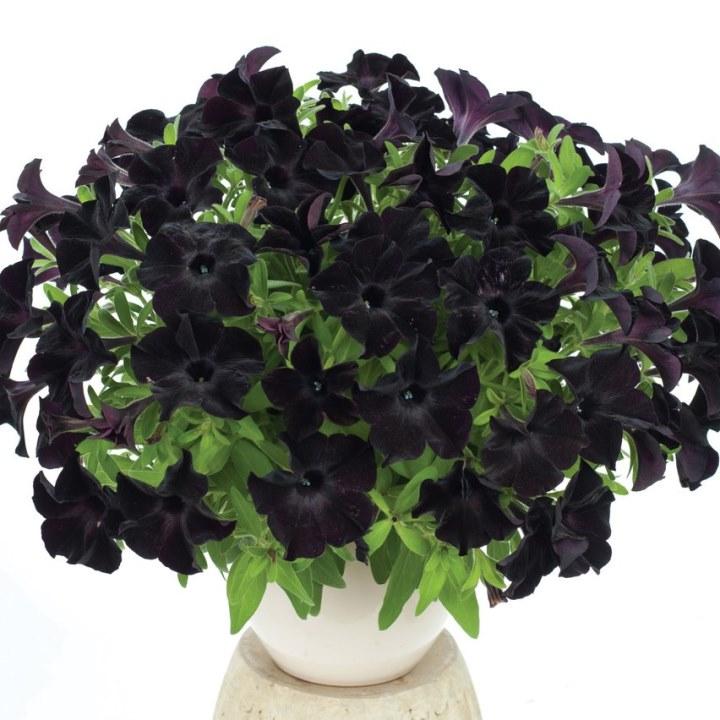 Петуния Patia Back To Black - Petunia Patia Back To Black