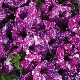 Петуния Splash Dance Purple Polka - Petunia Splash Dance Purple Polka