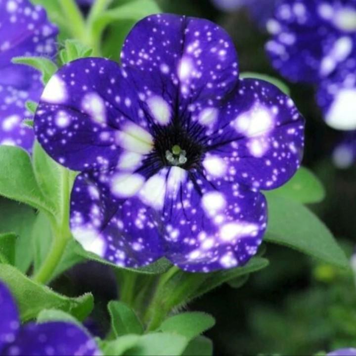 Петуния Startunia Blue - Petunia Startunia Blue