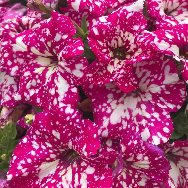 Петуния Startunia Pink - Petunia Startunia Pink