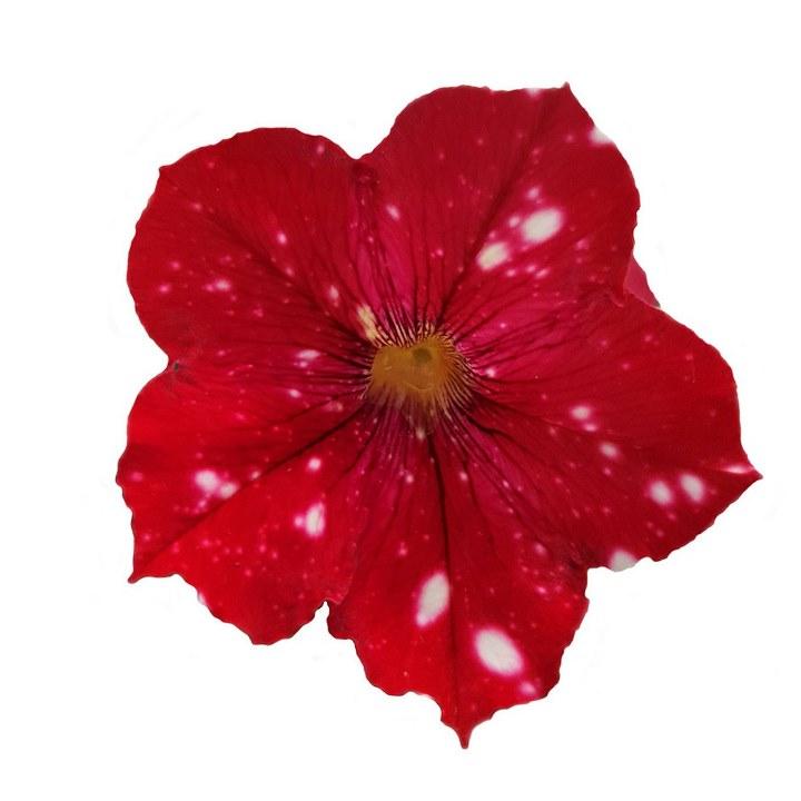 Петуния Startunia Red - Petunia Startunia Red