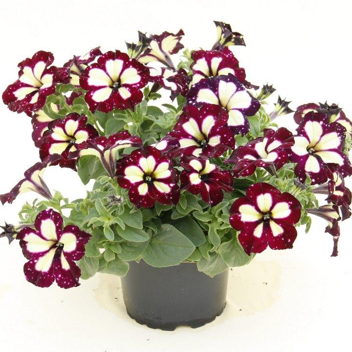 Петуния Startunia Thunderstorm - Petunia Startunia Thunderstorm