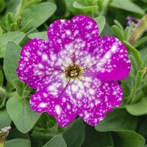 Петуния Startunia Violet - Petunia Startunia Violet