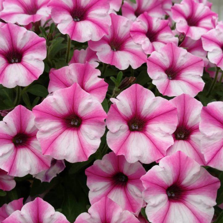 Петуния Супертуния розовая - Petunia Supertunia Pink Star Charm