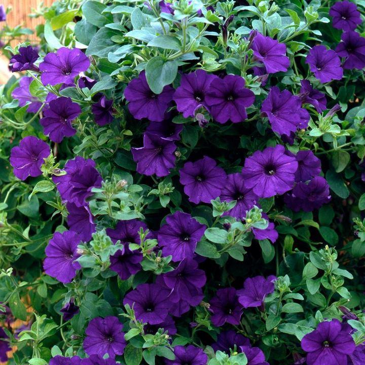 Сурфиния Blue - Petunia Surfinia Blue