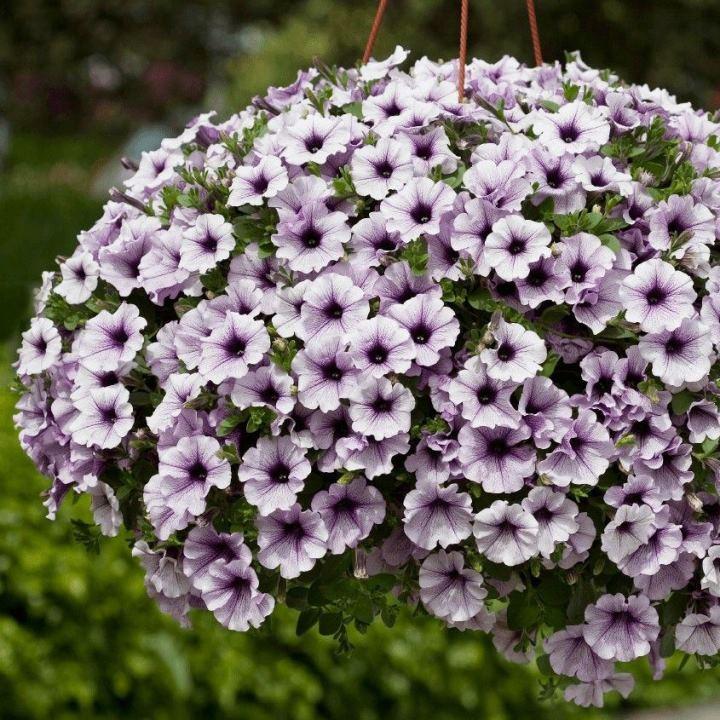 Сурфиния Blue Vein - Petunia Surfinia Blue Vein