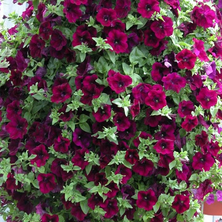 Сурфиния Burgundy - Petunia Surfinia Burgundy
