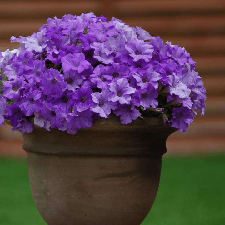 Сурфиния Classic Heavenly Blue - Petunia Surfinia Classic Heavenly Blue