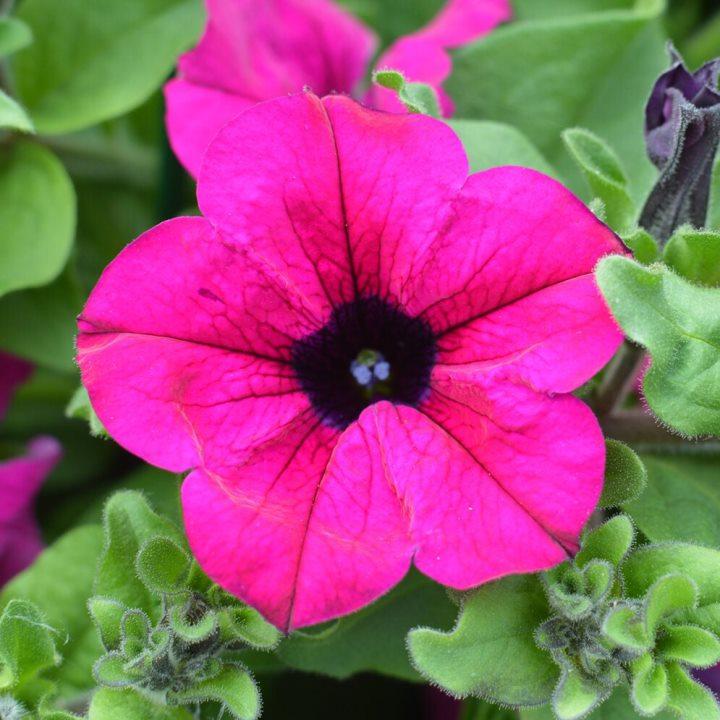 Сурфиния Classic Purple - Petunia Surfinia Classic Purple