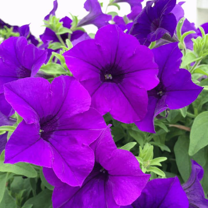Сурфиния Classic Violet - Petunia Surfinia Classic Violet