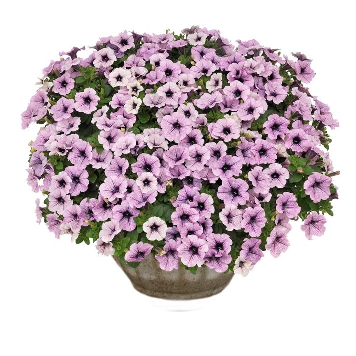 Сурфиния Compact Purple Vein - Petunia Surfinia Compact Purple Vein