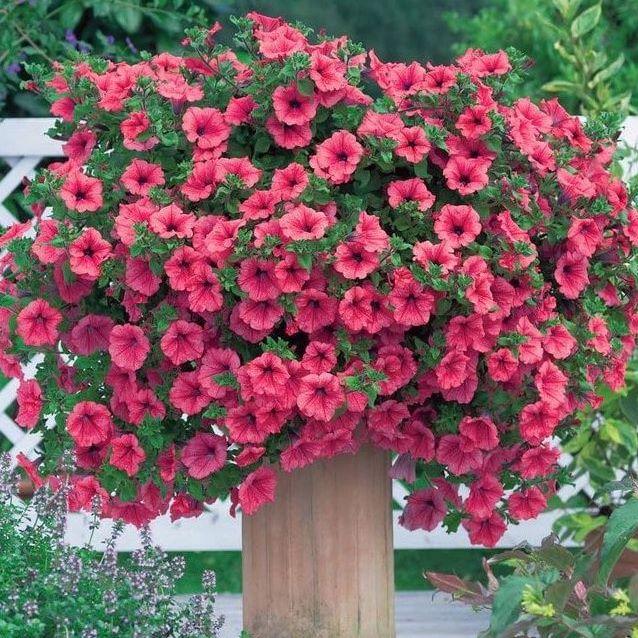 Сурфиния Hot Red - Petunia Surfinia Hot Red