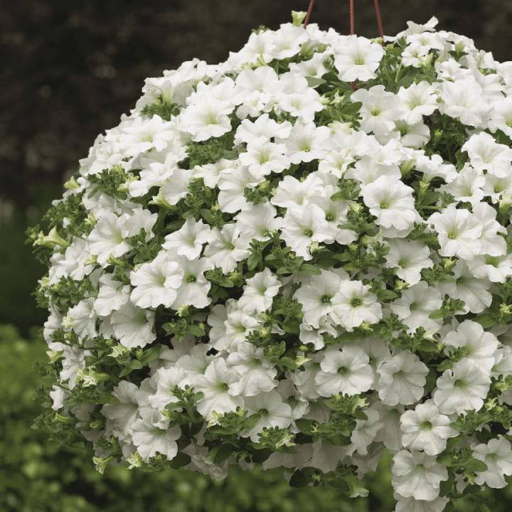 Сурфиния Impulz White - Petunia Surfinia Impulz White