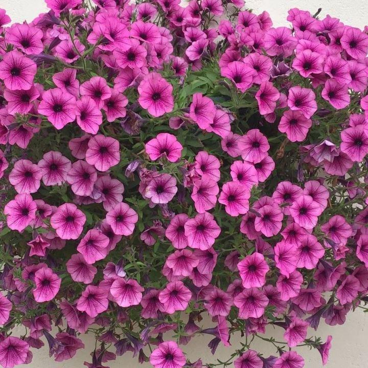 Сурфиния Pink Vein - Petunia Surfinia Pink Vein