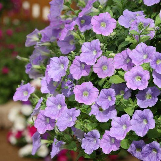 Сурфиния Sky Blue - Petunia Surfinia Sky Blue