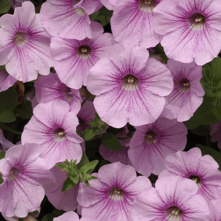 Сурфиния Sweet Pink - Petunia Surfinia Sweet Pink