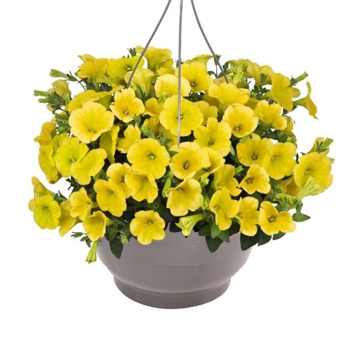 Петуния Surprise Canary Yellow - Petunia Surprise Canary Yellow