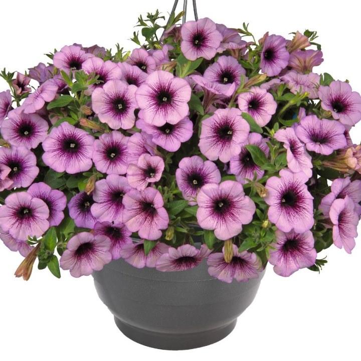 Петуния Surprise Raspberry Gem - Petunia Surprise Raspberry Gem