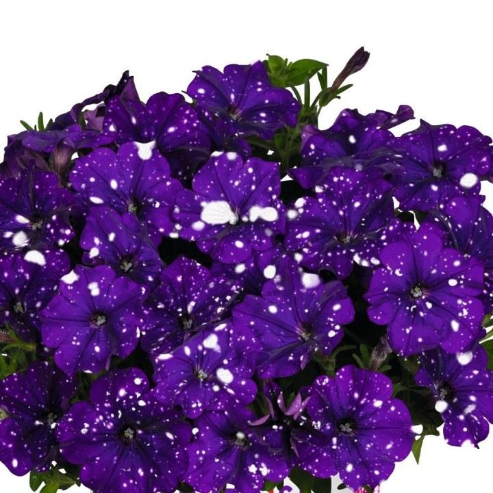 Петуния Surprise Sparkling Blue - Petunia Surprise Sparkling Blue
