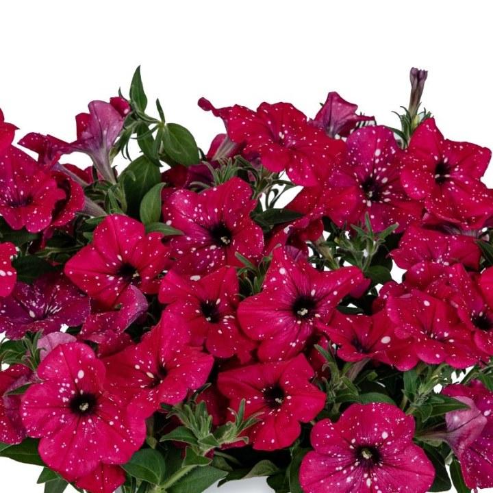 Петуния Surprise Sparkling Cardinal - Petunia Surprise Sparkling Cardinal