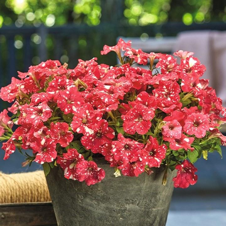 Петуния Surprise Sparkling Red - Petunia Surprise Sparkling Red